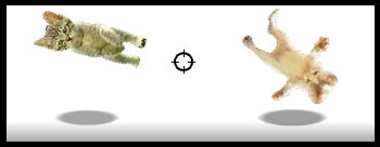 shoot the kittens