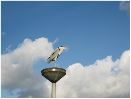 er waren ook reigers