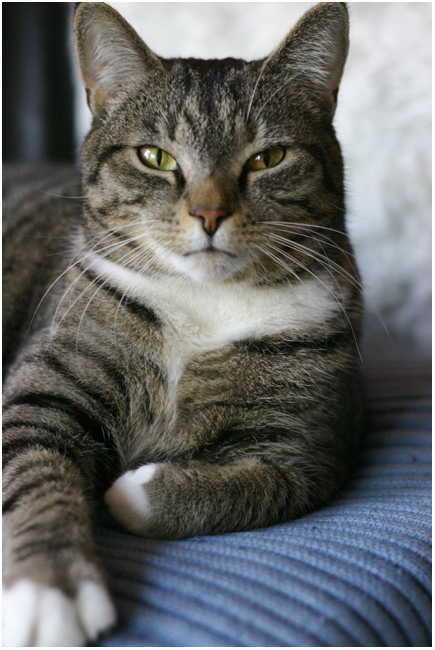 miauw