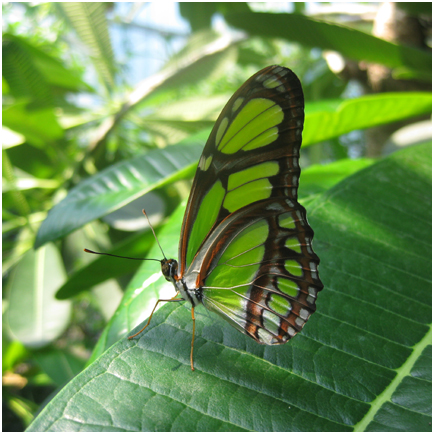 vlinder