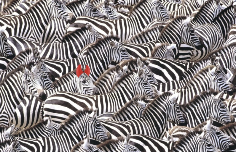 De zebra met de rode strik